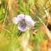 Marsh Violet by lifeat60degrees