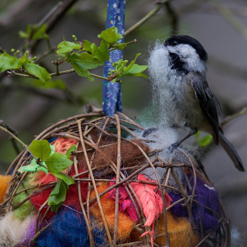 A Chickadee gathering nesting material by berelaxed