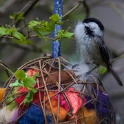 8th May 2016 - A Chickadee gathering nesting material