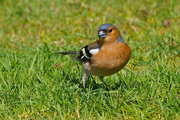 6th May 2016 - CHAFFINCH