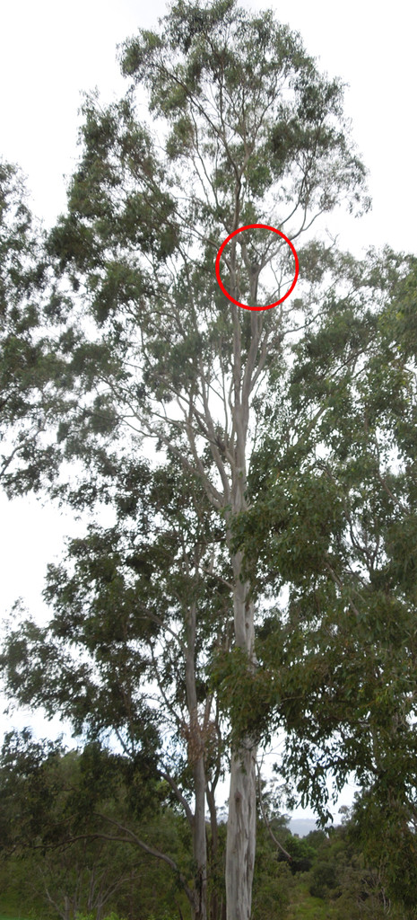 Mist revealed (where's wally solution) by koalagardens