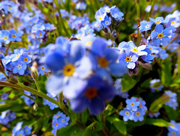 8th May 2016 - Forget-me-not.... 
