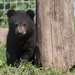 American Black Bear by leonbuys83