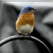 My Bluebird of Happiness by olivetreeann