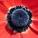 Red Anemone (Anemone Coronaria)  by phil_howcroft