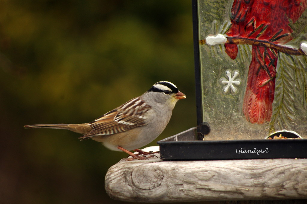 White-Crowned Sparrow   by radiogirl