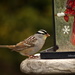 White-Crowned Sparrow   by radiogirl