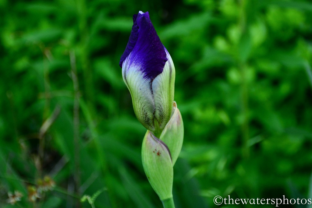 Budding Iris by thewatersphotos