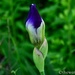 Budding Iris by thewatersphotos