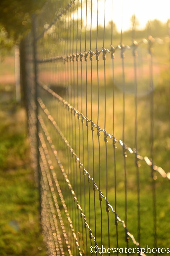 Fence by thewatersphotos