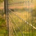 Fence by thewatersphotos