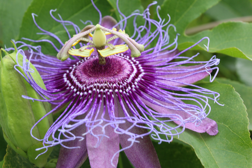 Passionflower by ingrid01