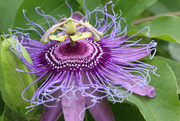 4th May 2016 - Passionflower