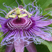 Passionflower by ingrid01