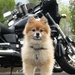 Biker Pup! by juliedduncan