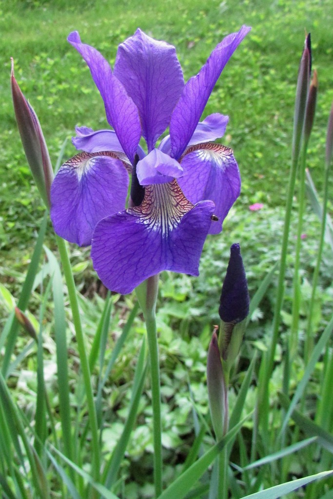Iris by tunia