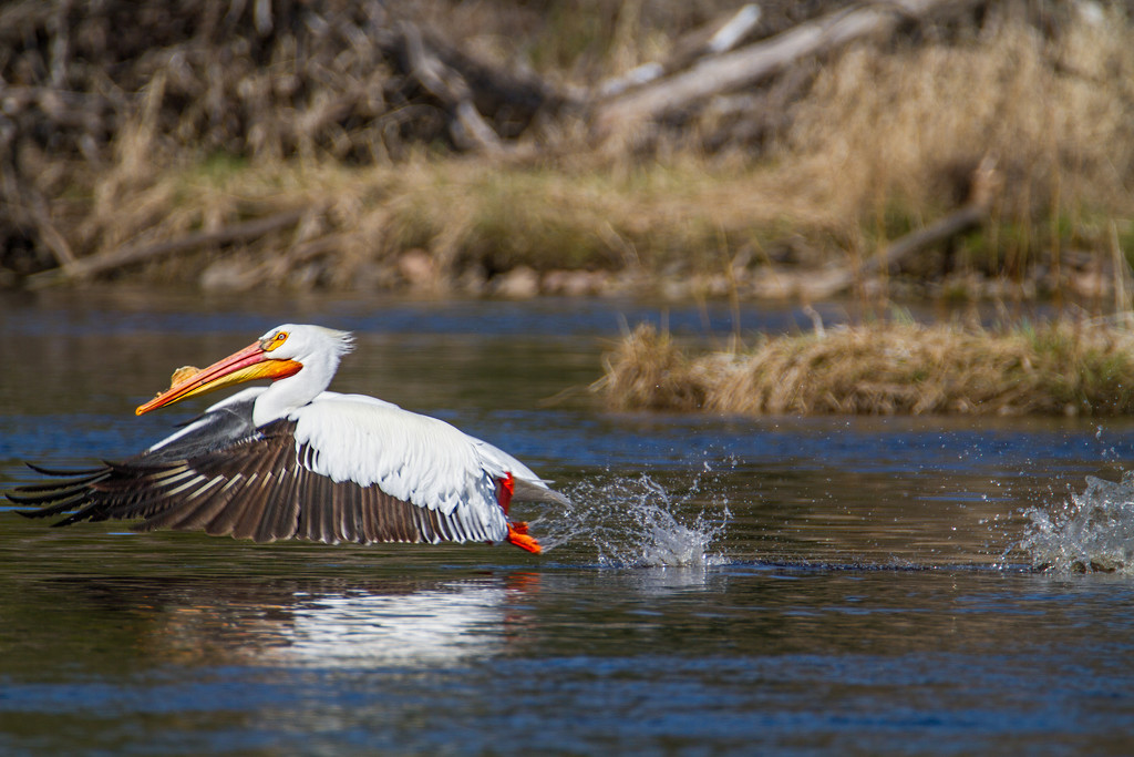 Taking Off by tosee