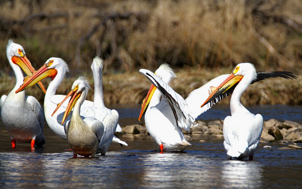 American White Pelicans by tosee