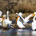 American White Pelicans by tosee