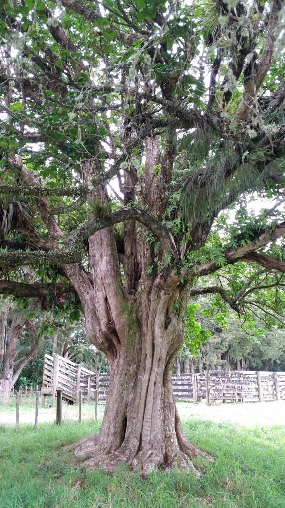 Old Puriri tree by Dawn