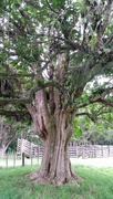 9th May 2016 - Old Puriri tree