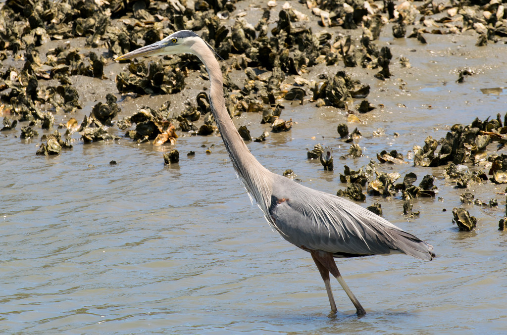 Blue Heron at the Oyster Beds! by rickster549