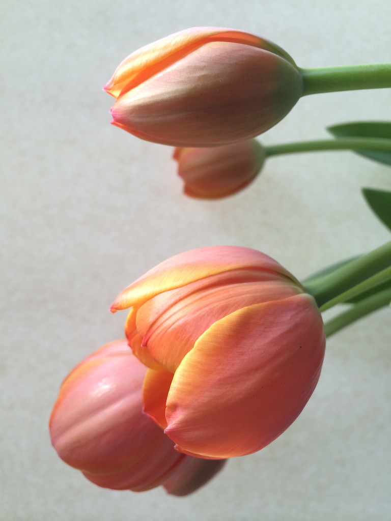 Tulips by narayani