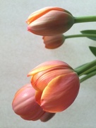 9th May 2016 - Tulips