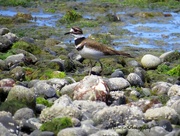 8th May 2016 - Killdeer