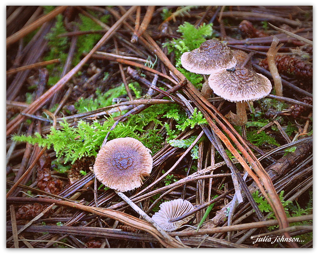 Tiny Forest Fungi.. by julzmaioro