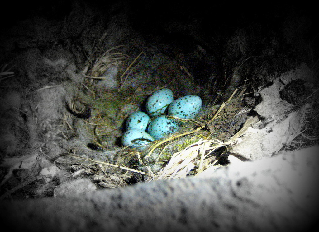 Jackdaw nest by steveandkerry