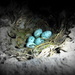 Jackdaw nest by steveandkerry