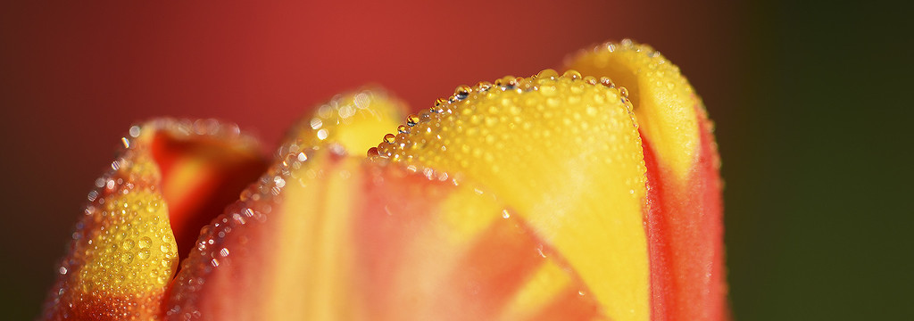 morning dew by jerome