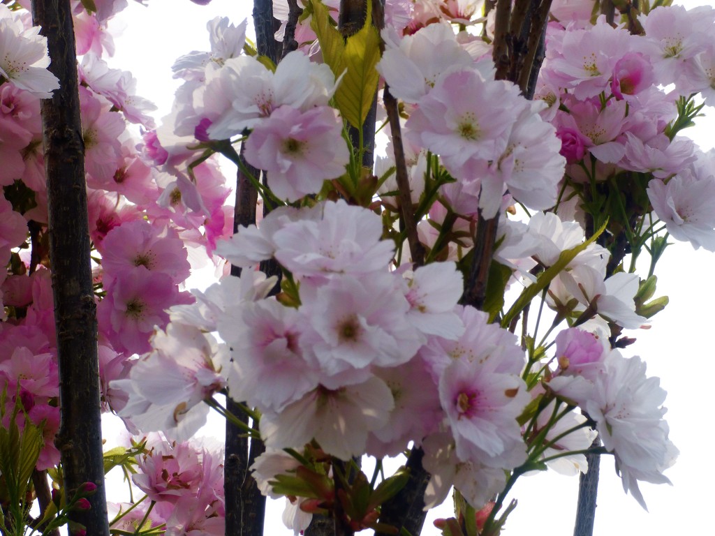 Prunus Amangawa -(Japanese flowering cherry ) by beryl