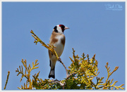 9th May 2016 - Goldfinch
