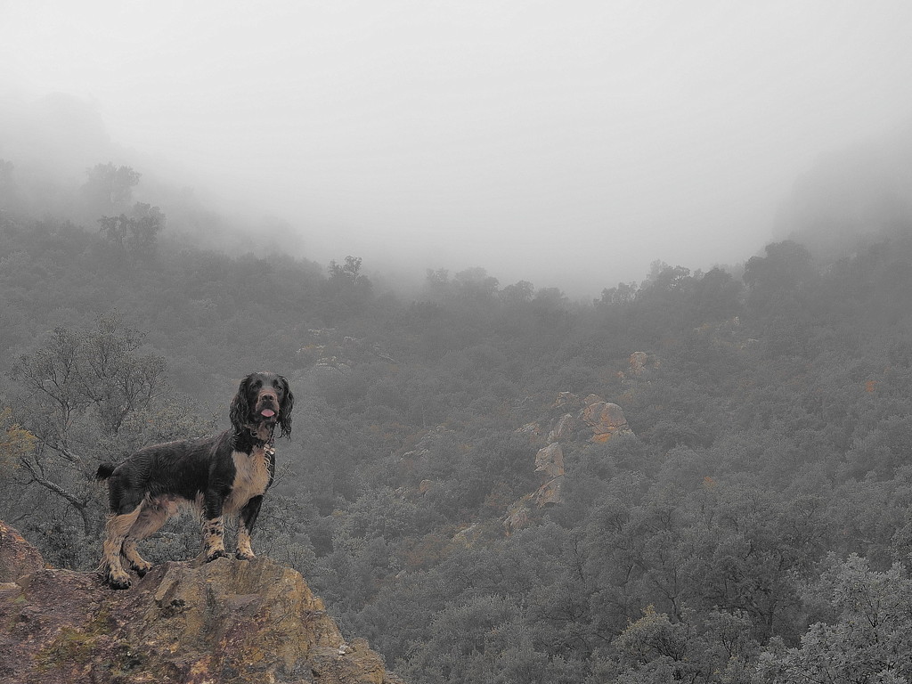 Wet dog in fog by laroque