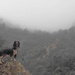 Wet dog in fog by laroque