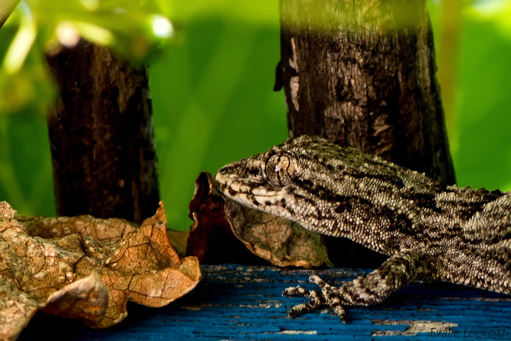 Cyrtopodion kotschyi or Kotschy's gecko by evalieutionspics