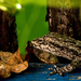 Cyrtopodion kotschyi or Kotschy's gecko by evalieutionspics