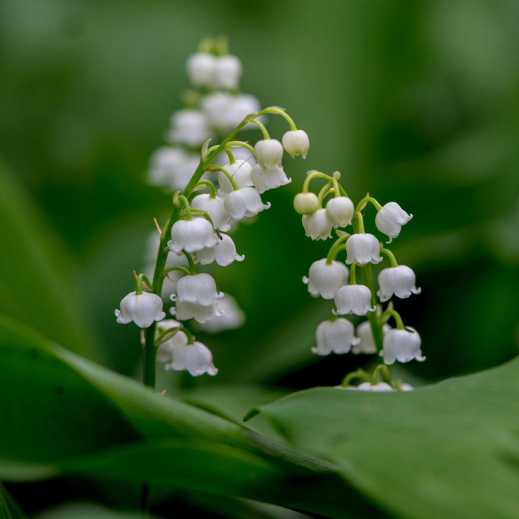 Lily of the Valley by rminer