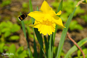 9th May 2016 - Daffodil