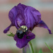 Bumblebee & Iris by berelaxed