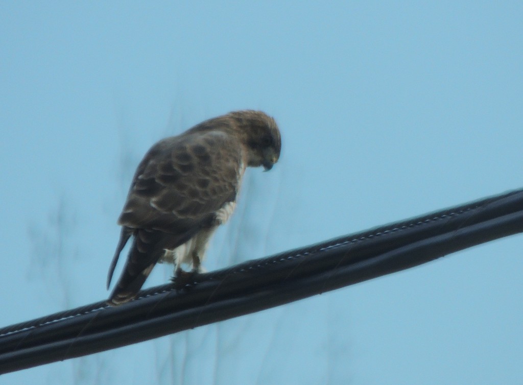Broad-winged Hawk by sunnygreenwood