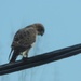 Broad-winged Hawk by sunnygreenwood