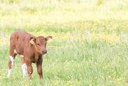 9th May 2016 - Calf in Field