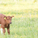 Calf in Field by leonbuys83