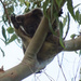 waving high by koalagardens