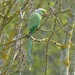  Ring Necked Parakeet  by susiemc
