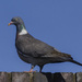 Pigeon by tonygig