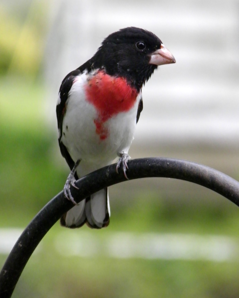 Rose Breasted Grosbeak by daisymiller